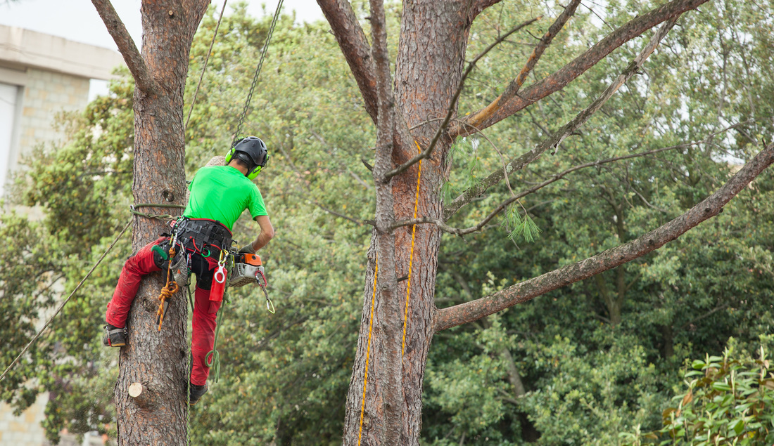 Tree Service in Madera Ca - Cut It Right Tree Service