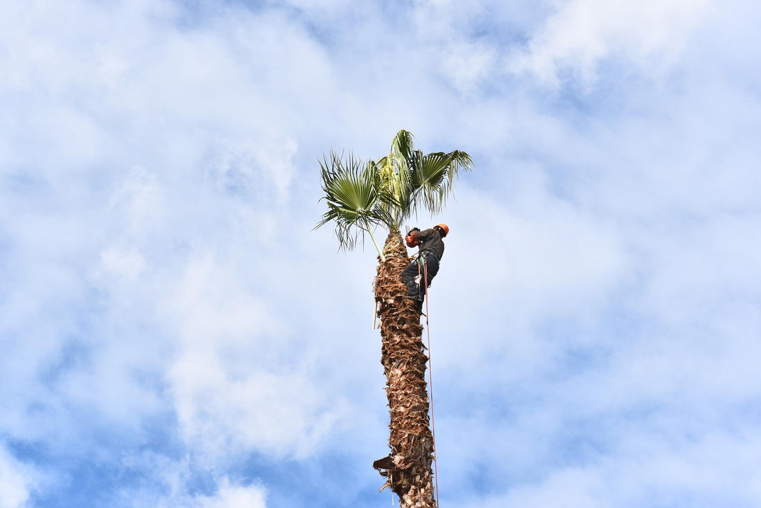 palm tree removal clovis